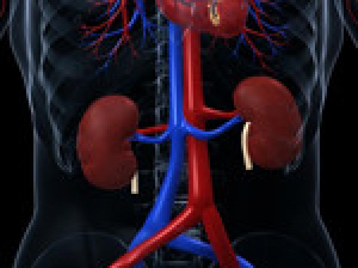 4 Key Tips to Keep Your Kidneys Healthy