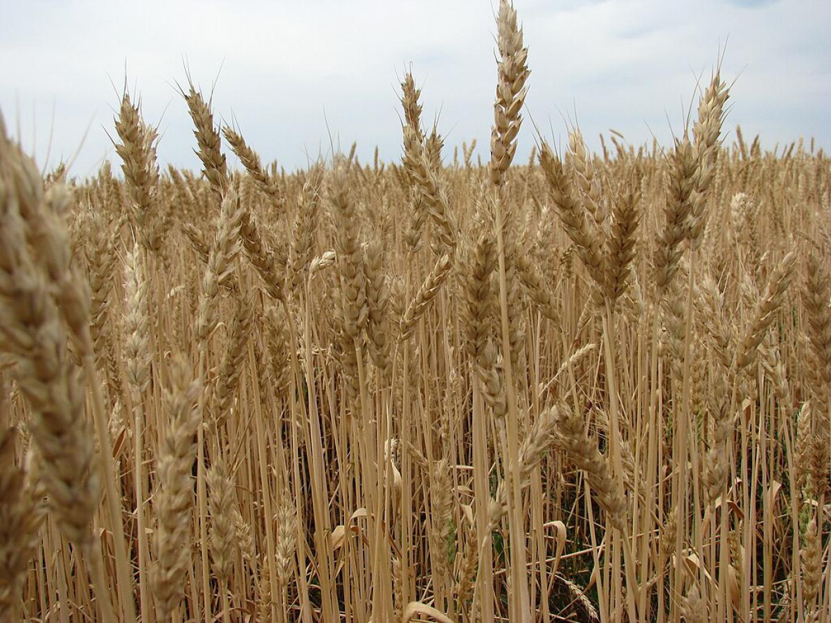 Part of the European Union sided with the Russian Federation, blocking the export of Ukrainian grain