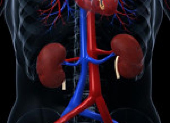 Nephrologist: 4 key tips to keep your kidneys healthy