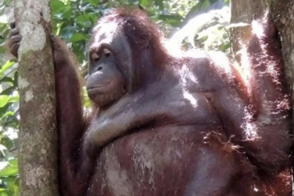 Animal activists rescue female orangutan from sex slavery in Indonesia