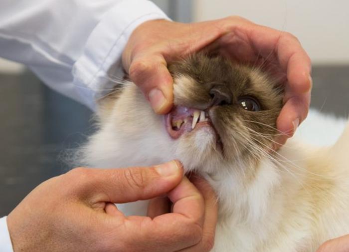 Veterinarian Christidis listed the main mistakes of cat and dog owners