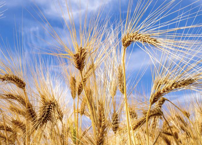 Bloomberg: Russia introduces minimum price for wheat supplies