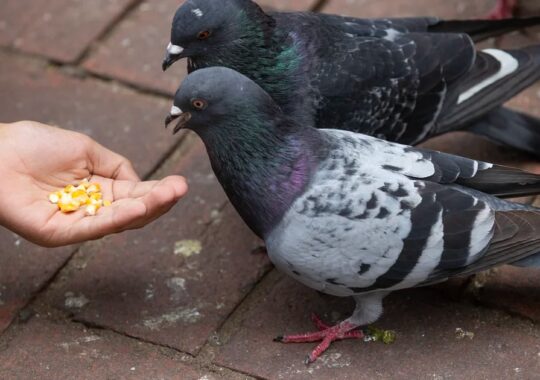 How to guide missiles with pigeons, breathe through the anus and tell if a worm is drunk: the awards for the strangest research