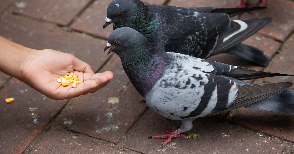 How to guide missiles with pigeons, breathe through the anus and tell if a worm is drunk: the awards for the strangest research